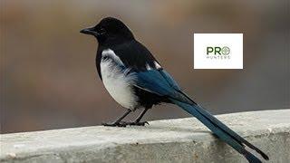 Black billed Magpie - Bird Sound for Pro Hunters