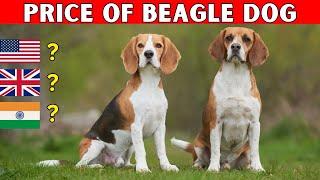 Beagle Dog Price | How Much Does a Beagle Cost?