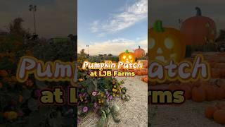  Fall Fun at LJB Farms Pumpkin Patch 2024! 