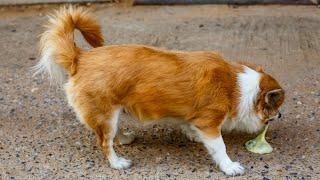 Home Remedies for Dog Vomiting