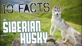 10 Facts You NEED To Know Before Buying A Husky!