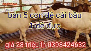 bán 5 con dê cái bầu khủng long 1 con đực xồm giá 28tr lh 0398424632