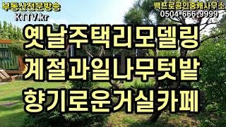 1101ㅣ제주시 애월읍 장전리ㅣ장전왕벚꽃나무마을, 거실카페를 가진 예날주택 ,각종과실수ㅣ KTTV 제주 부동산 백프로공인중개사[토지, 주택, 타운하우스, 건물, 펜션, 매매 임대]