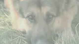 Dog Birth Control Pill - 600 Million Dogs - Join Alex Pacheco!
