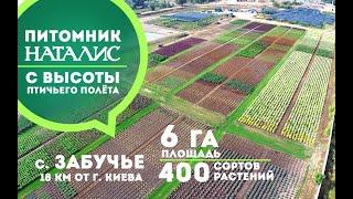 Питомник растений "НАТАЛИС" / NATALIS plant nursery