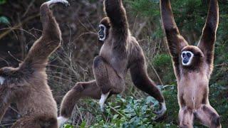 Lar Gibbon :The Acrobat of the Canopy | Lar Gibbon Sounds