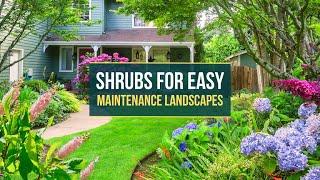 Gorgeous Shrubs for Easy Maintenance Landscapes  Easy care Garden 