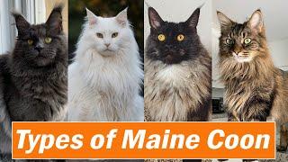 Different Types of Maine Coon Colors and Pattern |Which is your Favorite ?