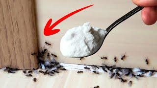 A Natural Way to Get Rid of Ants in House Permanently In 1 Minute