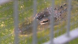 Tina The Alligator Moving From Pasadena To LA