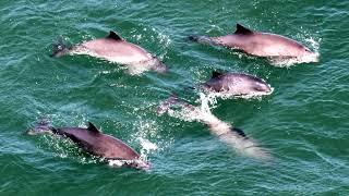 The Return of Harbor Porpoises to San Francisco Bay