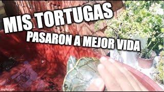 NUEVO habitat para mis tortugas