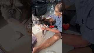 #frenchbulldoglove #bulldog #funnyvideo #frenchie #dogbreed #onion #dog #frenchbulldogworld