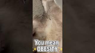 A very fat cat