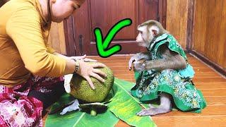 Judy Intensely Wish To Help Mom Crck Out The Beast Jackfruit But Hilarious FAILED