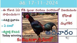 17 November 2024 today winning colours vision of kukkuta sastram in colours update