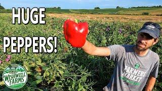 HARVESTING GIANT PEPPERS - YOU WON'T BELIEVE YOUR EYES!