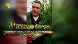 Томаты и Фульвитал Плюс