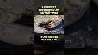 3/3 佛罗里达石蟹有多珍贵？吃石蟹只能吃蟹钳，吃整只就要牢底坐穿！ #螃蟹 #石蟹 #Florida