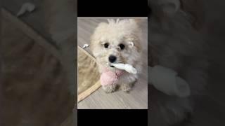 강아지 토리 변천사  #shorts  #강아지  #dog #puppy