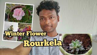 Rourkela Gardening Vlog || Adenium Boy #gardening #flowers #rourkela #adeniumboy