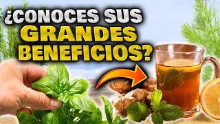 Las 10 PLANTAS MEDICINALES MÁS PODEROSAS para TU SALUD | Plantas Curativas Propiedades y Beneficios