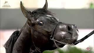 N222 LEYL AL SHARG - Kuwait Breeders Cup 2020 - SE - 3 Years Old Colts (Class 6)