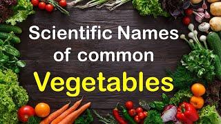 Scientific Names Of Most Common Vegetables ~ Vegetables Names