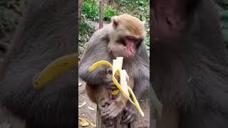 monkey eating banana । monkey eating fruits video। #viral #monkey #video #subscribe