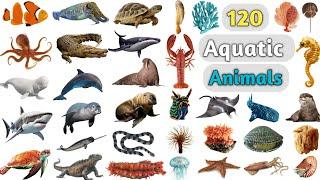 Aquatic Animals Vocabulary ll 120 Aquatic Animals Name in English with Pictures ll Water Animals