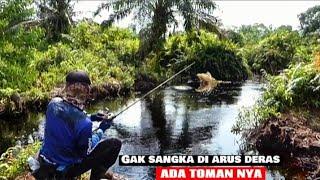 MANCING IKAN GABUS DAN TOMAN. !! CESTING SNAKEHEAD