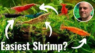 5 Best Freshwater Shrimp for Beginners? MY TOP 5 SHRIMP FOR BEGINNERS