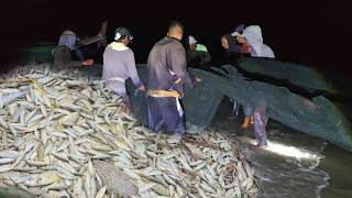 Most Amazing Beach Trawl Net Catch Lots of Fish at Night