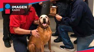 ¡Adiós Titán! Muere el perro rescatista que salvó a personas en el sismo del 19S