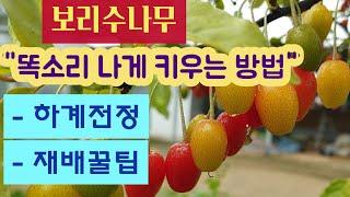 보리수나무 - 여름 & 가을 전정 / 재배 꿀팁 # 보리수 전정 #병충해 관리 # 퇴비주기