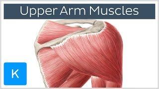 Muscles of the upper arm and shoulder blade - Human Anatomy | Kenhub