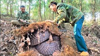 The terrifying moments of 2 hunters when confronting a giant king cobra in the acacia forest.