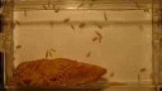 Common Housefly From Egg to Adult in 14 Days- Time-Lapse