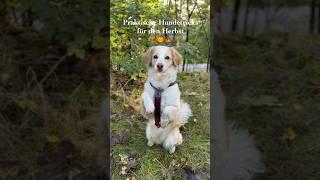 Praktische Hundetricks für den Herbst 