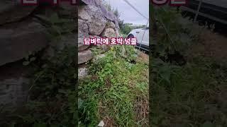 야심차게 심은 호박들. 하나 둘씩 열매 맺기 시작했어요.#farming#귀촌생활#gardening#garden#시골살이브이로그#초보농사꾼#호박
