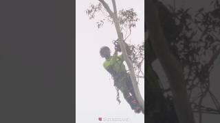 PROFESSIONAL TREE CARE SOLUTIONS WITH TAS TREE CARE