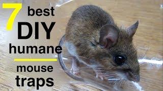 7 Best DIY Mousetraps ●  All Capture and Release !