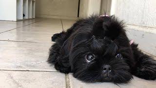 Beautiful Black Shih Tzu Puppy