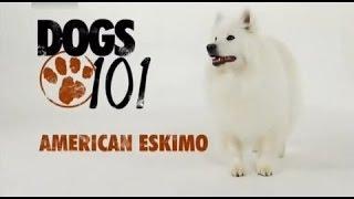 DOGS 101 - American Eskimo [ENG]