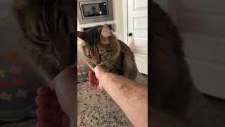 Mizkif Finally Saw Chompy Again 