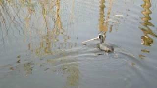 Familie waterkip