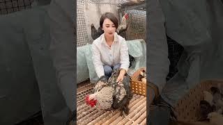 #上快手学农技 #快手幸福乡村带头人 #婆罗门鸡  #animals