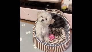 모지? 콩떡