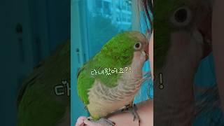 집에오면 반겨주는 귀염둥이 앵무새 #똥마리 #퀘이커앵무새 #cute #앵무새