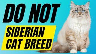 7 Reasons You SHOULD NOT Get A Siberian Cat